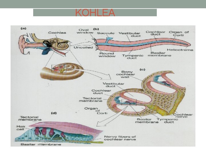 KOHLEA 