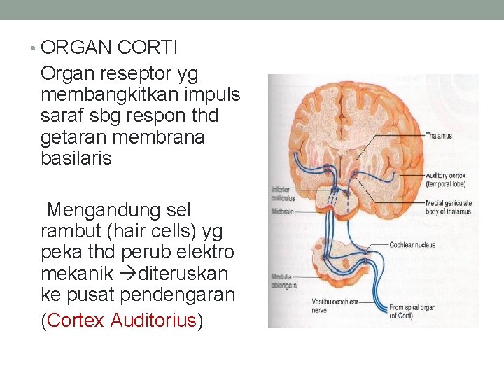  • ORGAN CORTI Organ reseptor yg membangkitkan impuls saraf sbg respon thd getaran