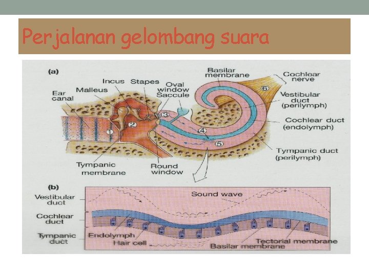 Perjalanan gelombang suara 