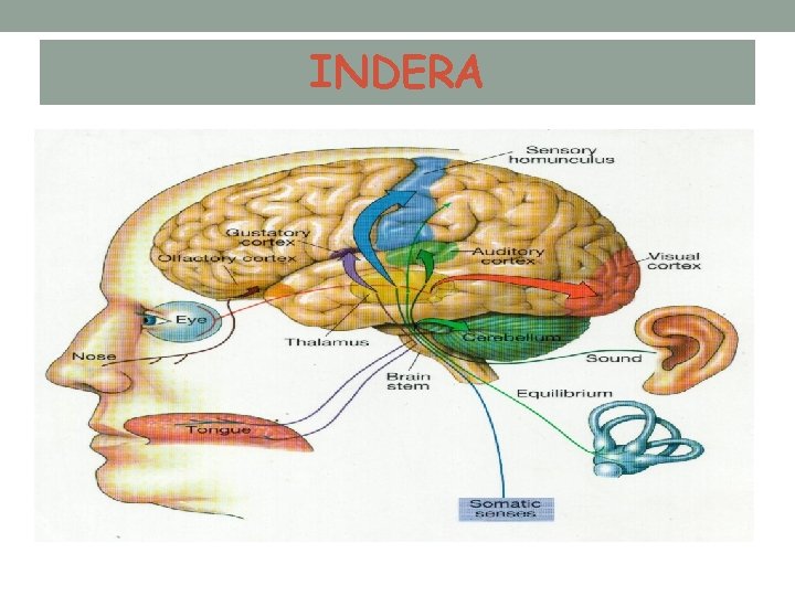 INDERA 