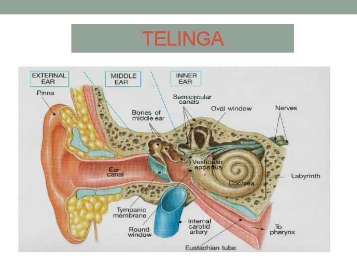 TELINGA 