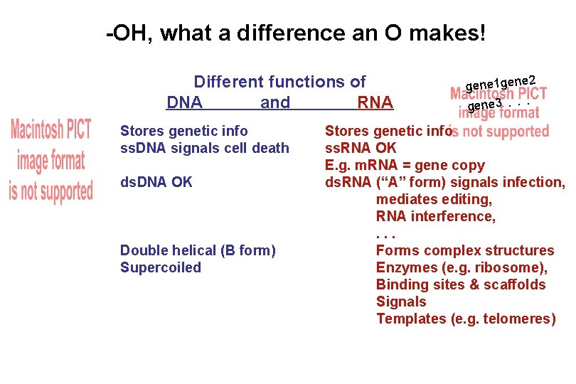 -OH, what a difference an O makes! Different functions of DNA and RNA Stores