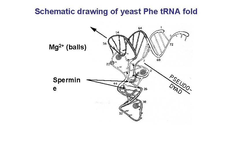 Schematic drawing of yeast Phe t. RNA fold Mg 2+ (balls) Spermin e 