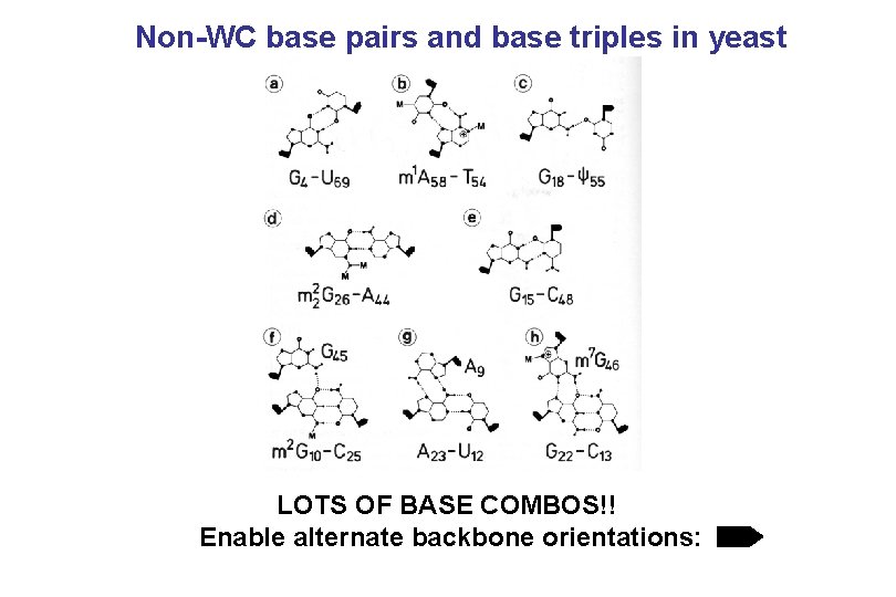 Non-WC base pairs and base triples in yeast t. RNA Phe LOTS OF BASE