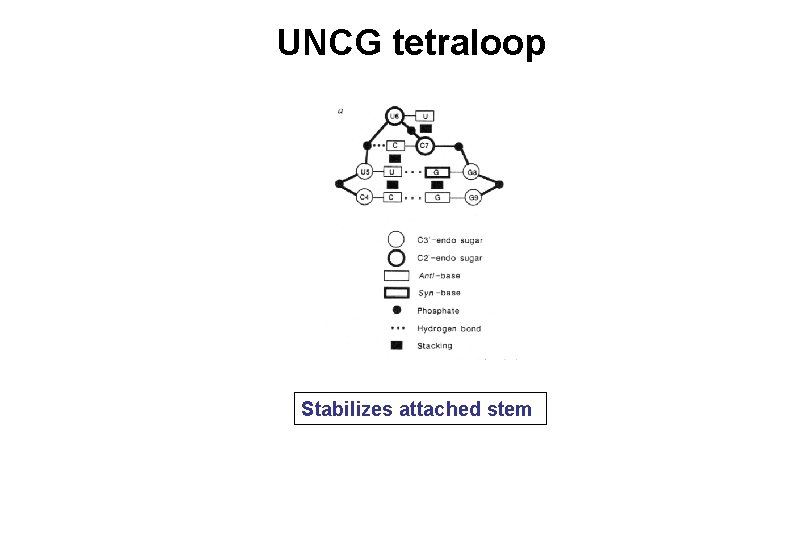 UNCG tetraloop Stabilizes attached stem 
