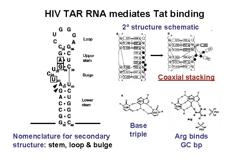 HIV TAR RNA mediates Tat binding 2° structure schematic Coaxial stacking Nomenclature for secondary