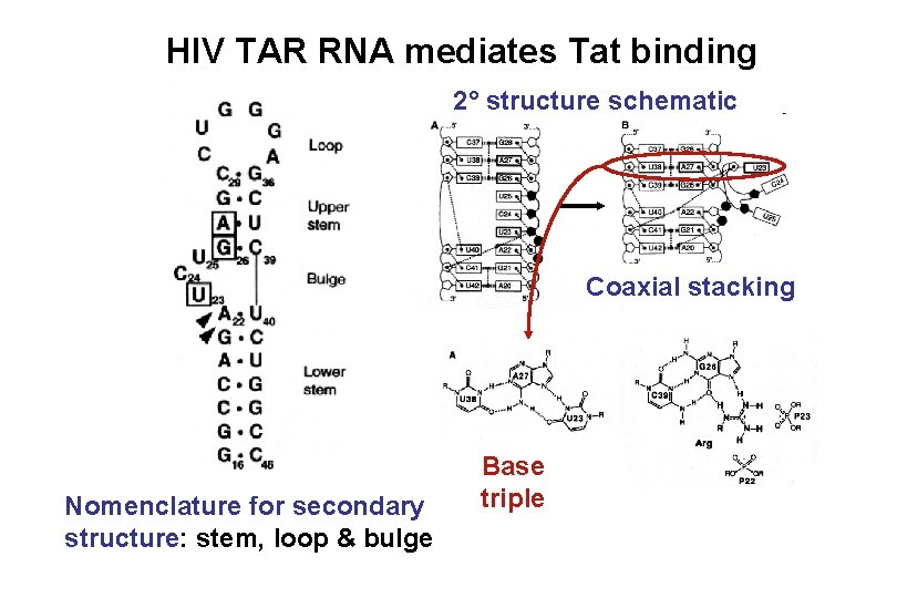 HIV TAR RNA mediates Tat binding 2° structure schematic Coaxial stacking Nomenclature for secondary