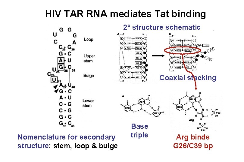 HIV TAR RNA mediates Tat binding 2° structure schematic Coaxial stacking Nomenclature for secondary