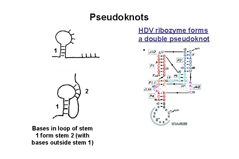 Pseudoknots HDV ribozyme forms a double pseudoknot 1 2 1 Bases in loop of