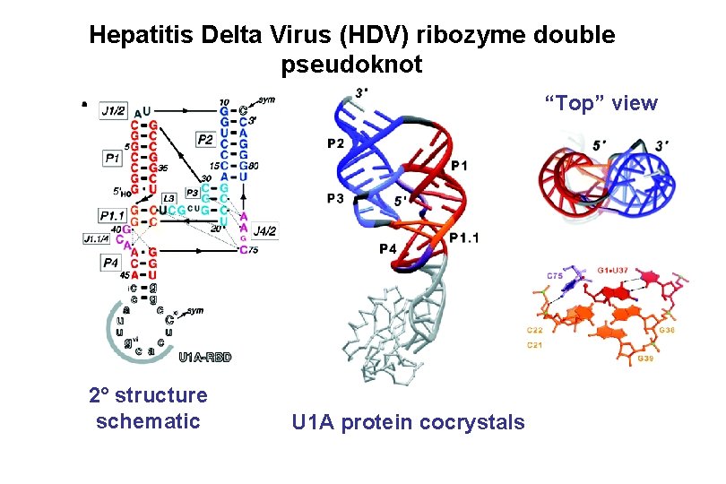 Hepatitis Delta Virus (HDV) ribozyme double pseudoknot “Top” view 2° structure schematic U 1
