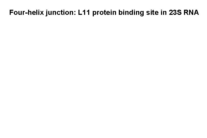 Four-helix junction: L 11 protein binding site in 23 S RNA 
