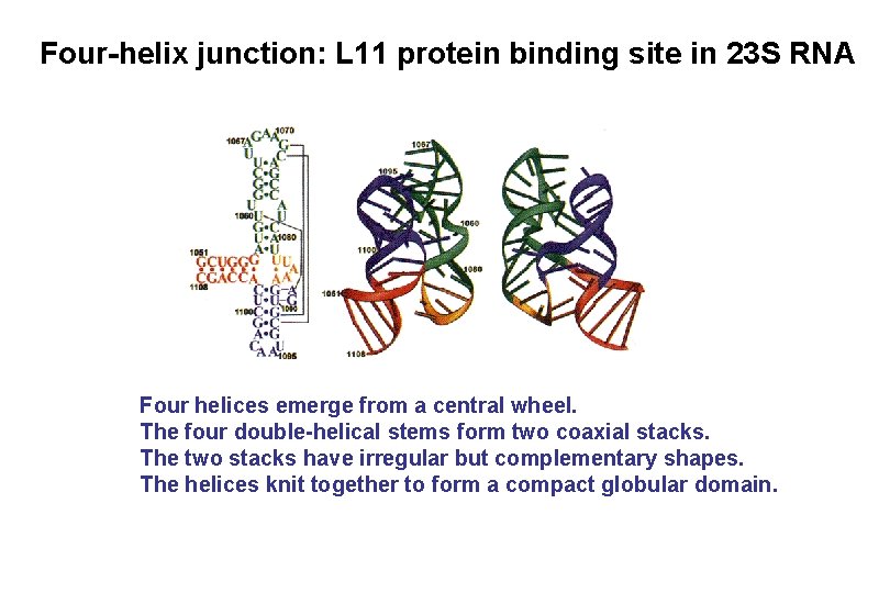 Four-helix junction: L 11 protein binding site in 23 S RNA Four helices emerge