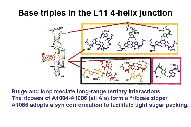 Base triples in the L 11 4 -helix junction Bulge and loop mediate long-range