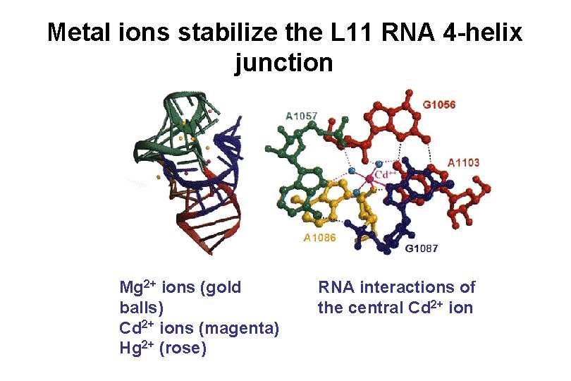 Metal ions stabilize the L 11 RNA 4 -helix junction Mg 2+ ions (gold