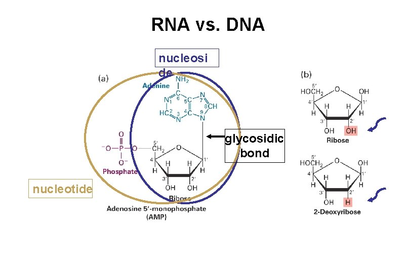 RNA vs. DNA nucleosi de glycosidic bond nucleotide 