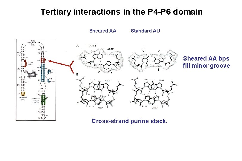 Tertiary interactions in the P 4 -P 6 domain Sheared AA Standard AU Sheared