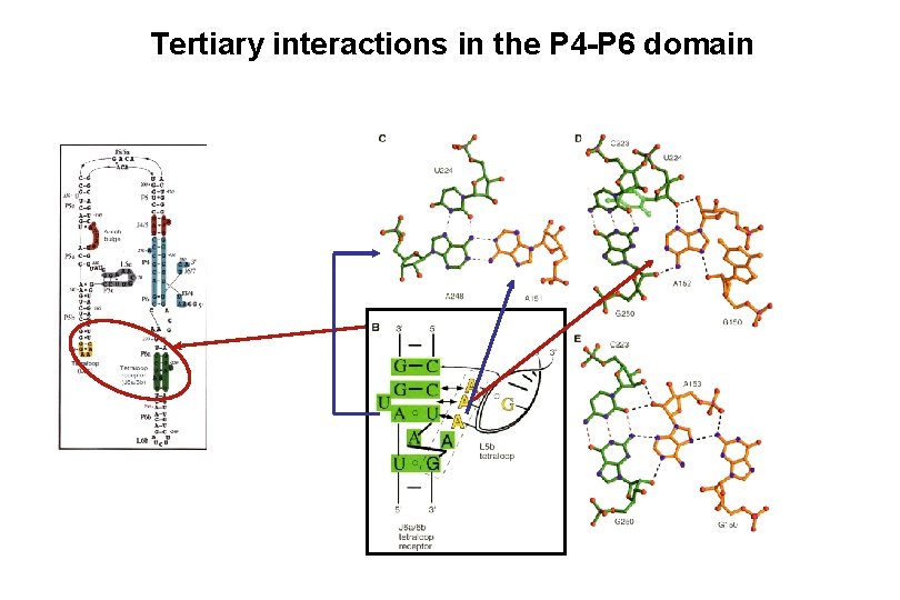 Tertiary interactions in the P 4 -P 6 domain 