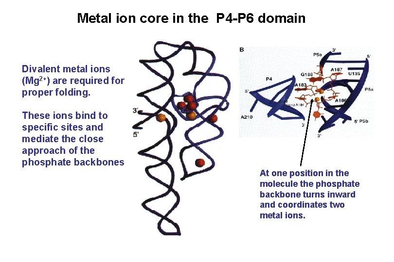 Metal ion core in the P 4 -P 6 domain Divalent metal ions (Mg