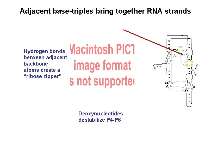 Adjacent base-triples bring together RNA strands Hydrogen bonds between adjacent backbone atoms create a