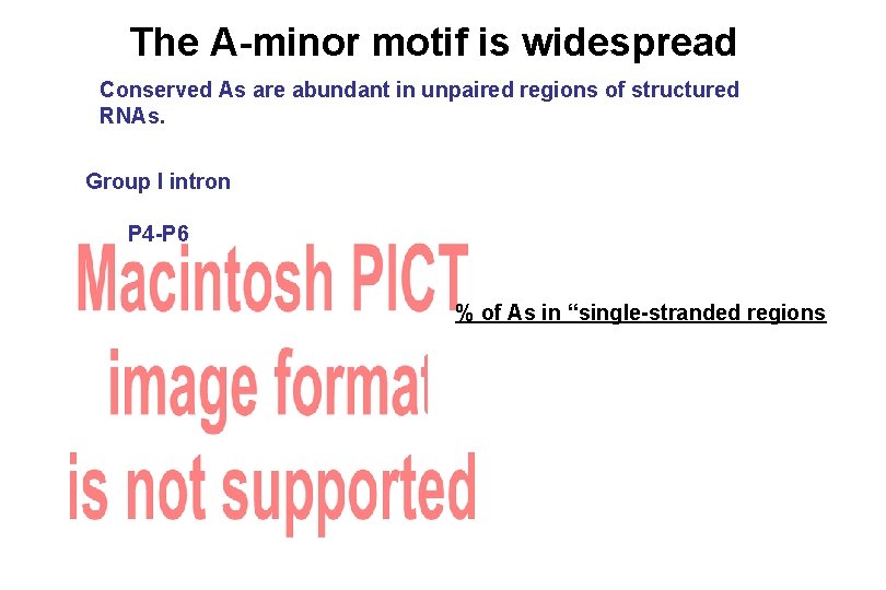 The A-minor motif is widespread Conserved As are abundant in unpaired regions of structured