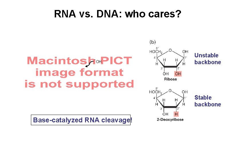 RNA vs. DNA: who cares? -OH Unstable backbone Stable backbone Base-catalyzed RNA cleavage! 
