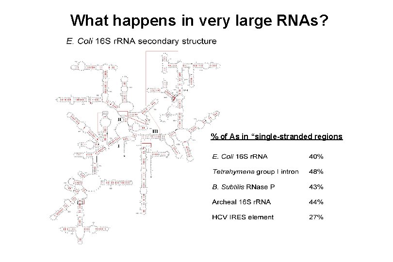 What happens in very large RNAs? % of As in “single-stranded regions 
