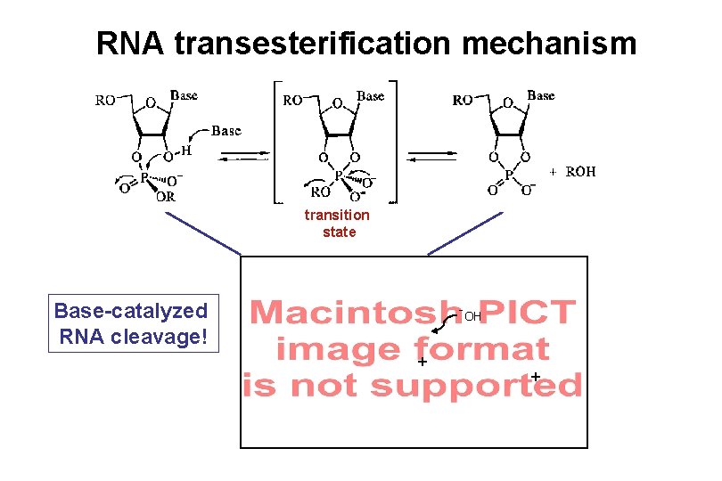 RNA transesterification mechanism transition state Base-catalyzed RNA cleavage! -OH + + 