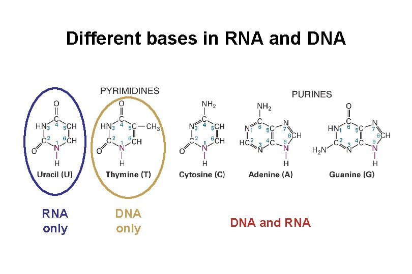 Different bases in RNA and DNA RNA only DNA and RNA 