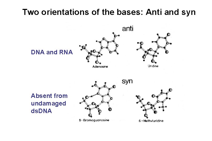 Two orientations of the bases: Anti and syn DNA and RNA Absent from undamaged