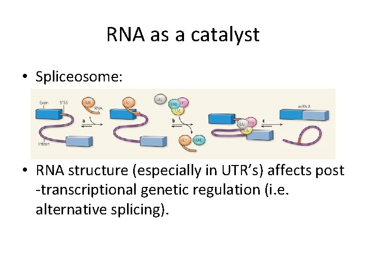 RNA as a catalyst • Spliceosome: • RNA structure (especially in UTR’s) affects post