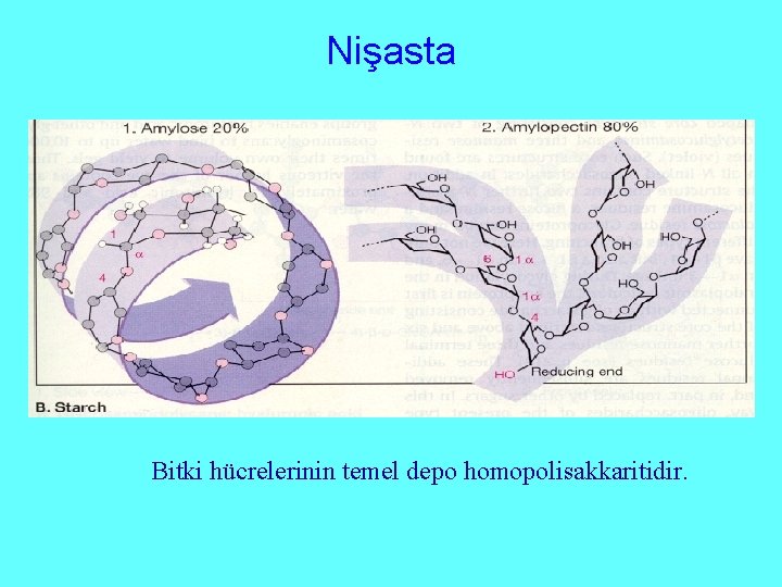 Nişasta Bitki hücrelerinin temel depo homopolisakkaritidir. 