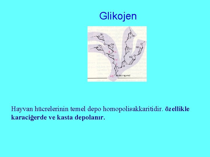 Glikojen Hayvan hücrelerinin temel depo homopolisakkaritidir. özellikle karaciğerde ve kasta depolanır. 