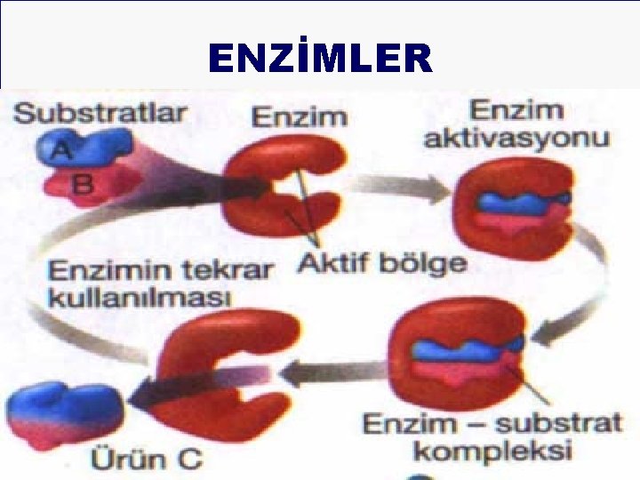 ENZİMLER 