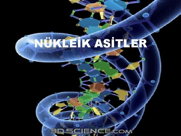 NÜKLEİK ASİTLER 