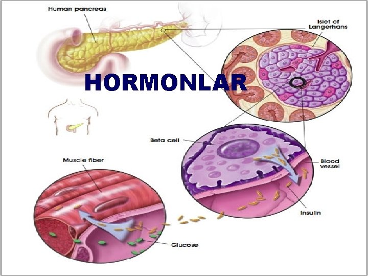 HORMONLAR 