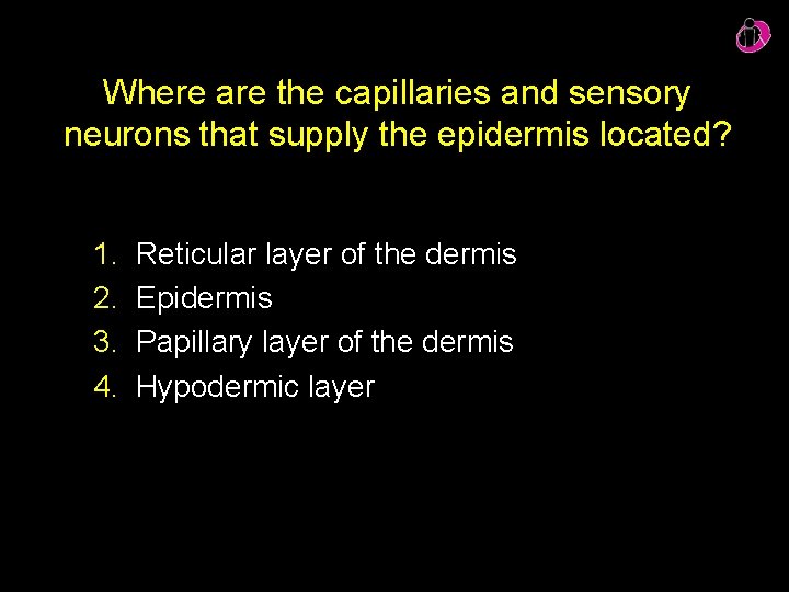 Where are the capillaries and sensory neurons that supply the epidermis located? 1. 2.