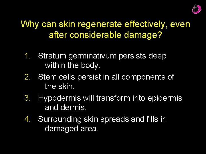 Why can skin regenerate effectively, even after considerable damage? 1. Stratum germinativum persists deep