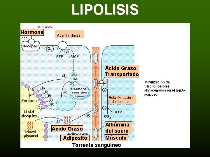 LIPOLISIS Hormona Adenil ciclassa Ácido Graso Transportado Beta-Oxidación ciclo de krebs Albúmina Acido Graso