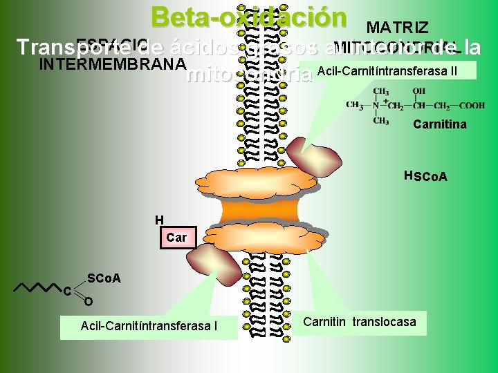 Beta-oxidación MATRIZ al. MITOCONDRIAL interior de la ESPACIO Transporte de ácidos grasos INTERMEMBRANA mitocondria