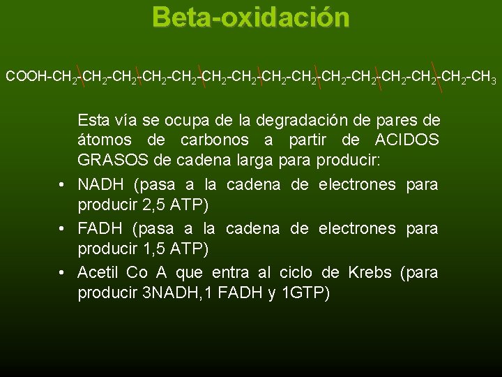 Beta-oxidación COOH-CH 2 -CH 2 -CH 2 -CH 2 -CH 3 Esta vía se