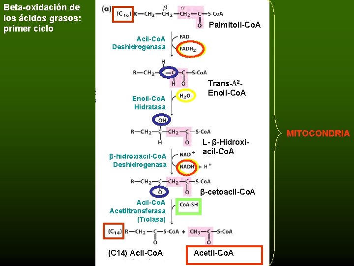 Beta-oxidación de los ácidos grasos: primer ciclo Palmitoil-Co. A Acil-Co. A Deshidrogenasa Enoil-Co. A