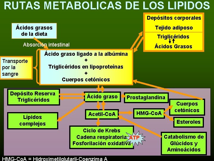 RUTAS METABOLICAS DE LOS LIPIDOS Depósitos corporales Tejido adiposo Ácidos grasos de la dieta