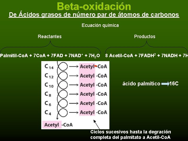 Beta-oxidación De Ácidos grasos de número par de átomos de carbonos Ecuación química Reactantes