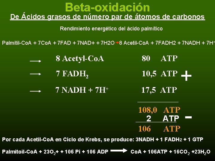 Beta-oxidación De Ácidos grasos de número par de átomos de carbonos Rendimiento energético del