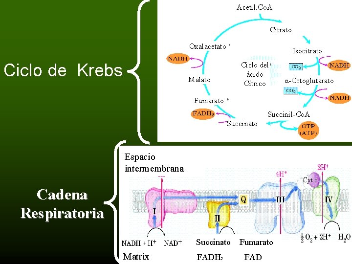 Acetil. Co. A Citrato Oxalacetato Ciclo de Krebs Isocitrato Ciclo del ácido Cítrico Malato