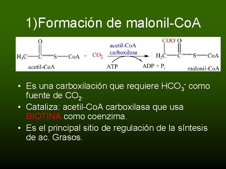 1)Formación de malonil-Co. A • Es una carboxilación que requiere HCO 3 - como
