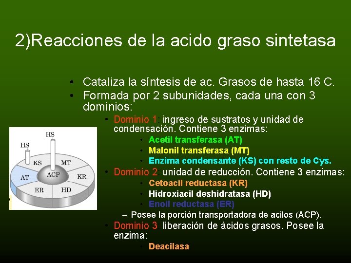 2)Reacciones de la acido graso sintetasa • Cataliza la síntesis de ac. Grasos de