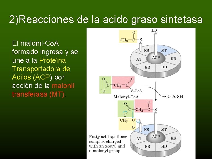 2)Reacciones de la acido graso sintetasa El malonil-Co. A formado ingresa y se une