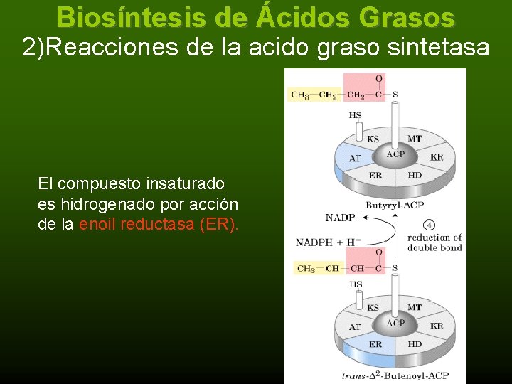 Biosíntesis de Ácidos Grasos 2)Reacciones de la acido graso sintetasa El compuesto insaturado es