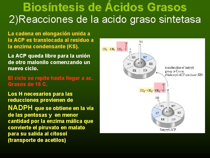Biosíntesis de Ácidos Grasos 2)Reacciones de la acido graso sintetasa La cadena en elongación